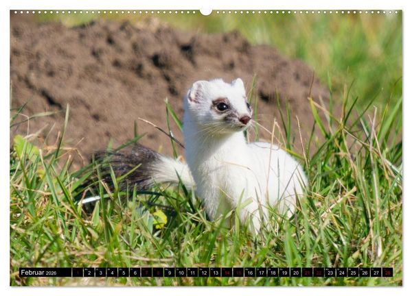 Produktbild: Wildtiere des Paderborner Landes (hochwertiger Premium Wandkalender 2026 DIN A2 quer), Kunstdruck in Hochglanz