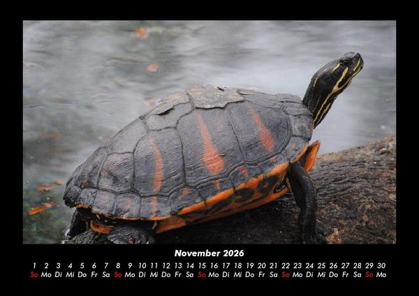 Produktbild: Schildkr&ouml;tenzauber 2026 Fotokalender DIN A3