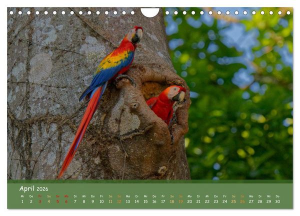 Produktbild: Hellrote Aras (Wandkalender 2026 DIN A4 quer), CALVENDO Monatskalender