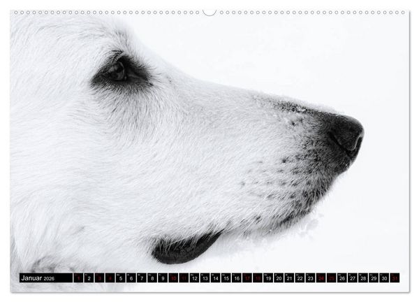 Produktbild: Wei&szlig;e Sch&auml;ferhunde in sch&ouml;nen Landschaften (hochwertiger Premium Wandkalender 2026 DIN A2 quer), Kunstdruck in Hochglanz