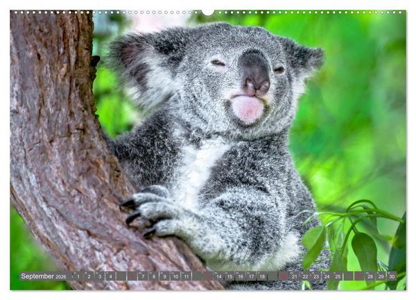 Produktbild: Koalas - Kuscheliges Symbol Australiens (Wandkalender 2026 DIN A2 quer), CALVENDO Monatskalender