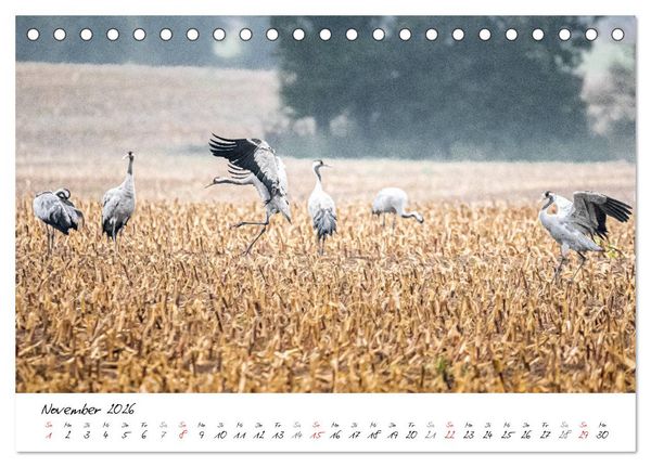 Produktbild: Mein Fischland! Unterwegs auf dem Dar&szlig; (Tischkalender 2026 DIN A5 quer), CALVENDO Monatskalender