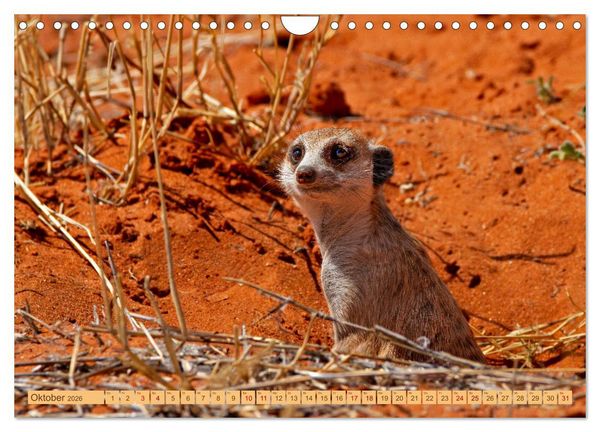 Produktbild: Afrikas Tierwelt - Erdm&auml;nnchen (Wandkalender 2026 DIN A4 quer), CALVENDO Monatskalender