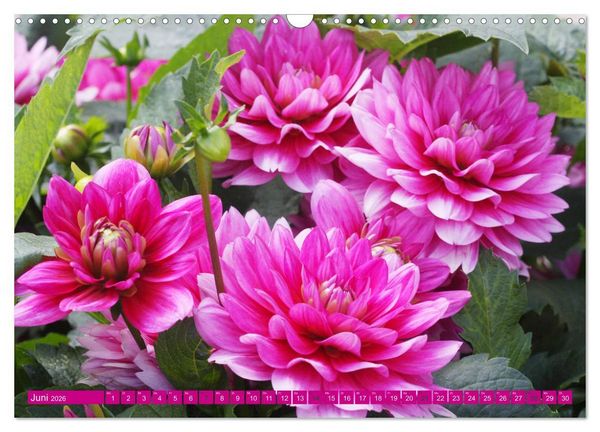 Produktbild: Wunderbare Dahlienwelt (Wandkalender 2026 DIN A3 quer), CALVENDO Monatskalender