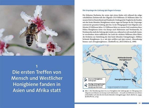 Produktbild: Nachhaltig Imkern mit gesunden Honigbienen