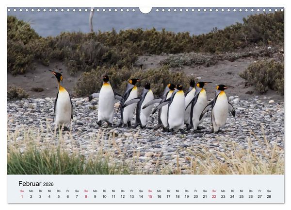 Produktbild: Feuerland - Am Puls der Wildnis (Wandkalender 2026 DIN A3 quer), CALVENDO Monatskalender