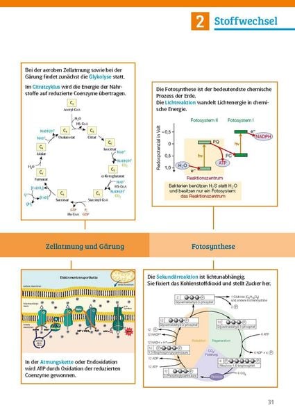 Produktbild: Klett Sicher im Abi Biologie
