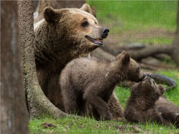 Produktbild: CALVENDO Puzzle Tierbabys 1000 Teile Lege-Gr&ouml;&szlig;e 64 x 48 cm Foto-Puzzle Bild von Johann Sch&ouml;rkhuber