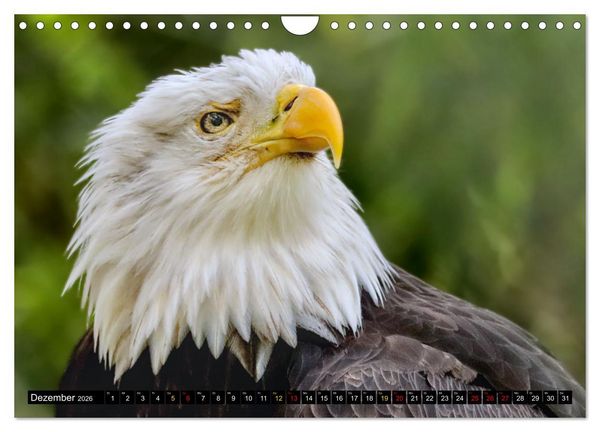 Produktbild: Fantastische V&ouml;gel (Wandkalender 2026 DIN A4 quer), CALVENDO Monatskalender