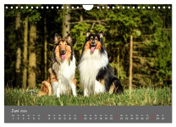 Produktbild: Einmal Collie - immer Collie (Wandkalender 2026 DIN A4 quer), CALVENDO Monatskalender