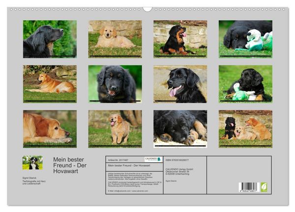 Produktbild: Mein bester Freund - Der Hovawart (Wandkalender 2026 DIN A2 quer), CALVENDO Monatskalender