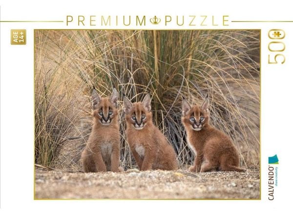 CALVENDO Puzzle 3 kleine Karakale | 500 Teile Lege-Größe 48 × 36 cm Foto-Puzzle für Erwachsene