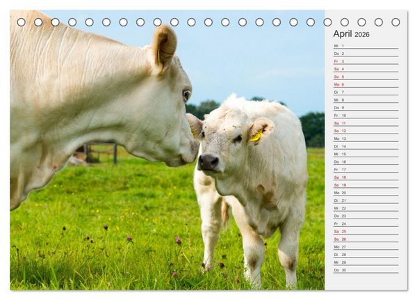 Produktbild: Die Kuh macht Muuuh! (Tischkalender 2026 DIN A5 quer), CALVENDO Monatskalender