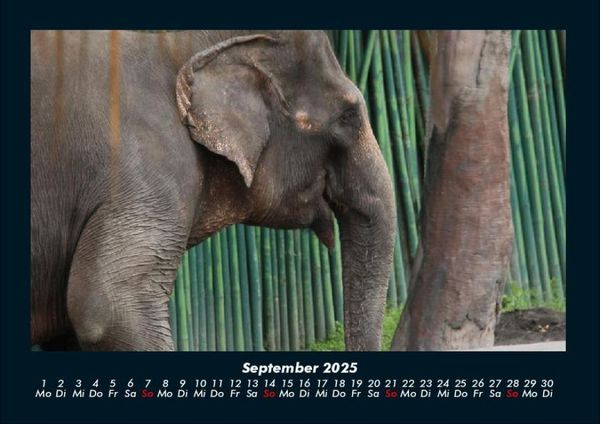 Produktbild: Elefanten - Die sanften Riesen Afrikas 2025 Fotokalender DIN A4