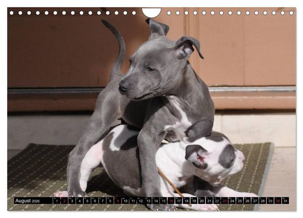 Produktbild: Pit Bull und Co. - Geliebt, gef&uuml;rchtet, missverstanden (Wandkalender 2026 DIN A4 quer), CALVENDO Monatskalender