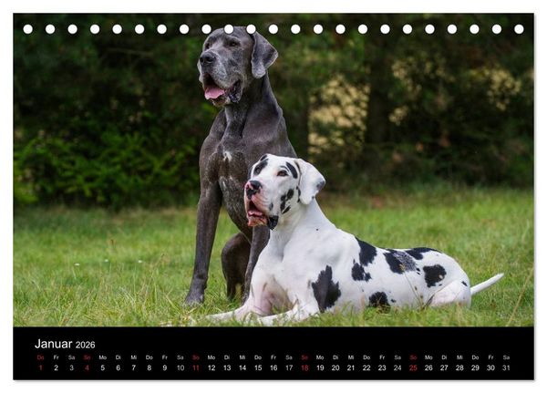 Produktbild: Deutsche Dogge 2026 (Tischkalender 2026 DIN A5 quer), CALVENDO Monatskalender