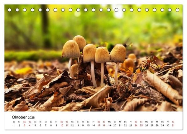 Produktbild: Pilze - Geheimnisvolle Herrscher der W&auml;lder (Tischkalender 2026 DIN A5 quer), CALVENDO Monatskalender