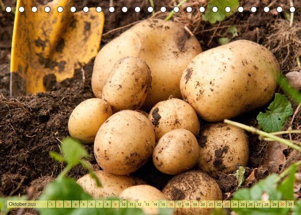 Produktbild: Bauerngarten - bunte Vielfalt (Tischkalender 2022 DIN A5 quer)