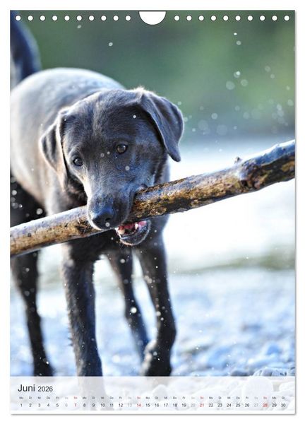 Produktbild: Hundepers&ouml;nlichkeiten (Wandkalender 2026 DIN A4 hoch), CALVENDO Monatskalender