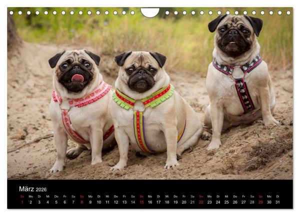 Produktbild: Vermopst durchs Jahr (Wandkalender 2026 DIN A4 quer), CALVENDO Monatskalender