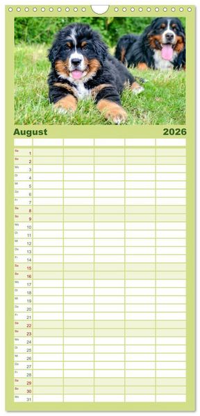 Produktbild: Familienplaner 2026 - Berner Sennenhund Welpen - Bezaubernde Pl&uuml;schb&auml;rchen mit 5 Spalten (Wandkalender, 21 x 45 cm) CALVENDO