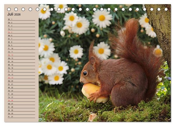 Produktbild: Eichh&ouml;rnchen. Wo sind blo&szlig; die N&uuml;sse? (Tischkalender 2026 DIN A5 quer), CALVENDO Monatskalender