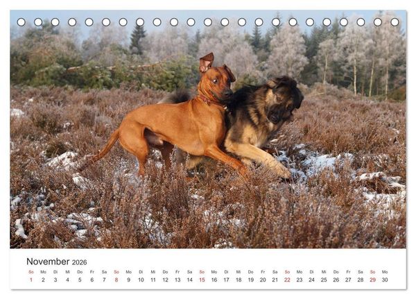 Produktbild: Ridgebacks - Hunde aus Afrika (Tischkalender 2026 DIN A5 quer), CALVENDO Monatskalender