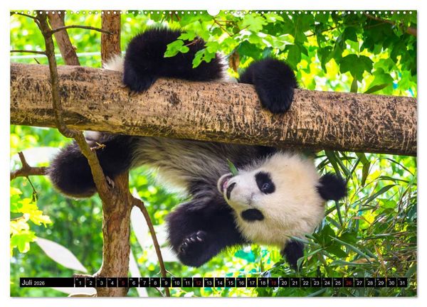Produktbild: Pandab&auml;r Babys (Wandkalender 2026 DIN A2 quer), CALVENDO Monatskalender