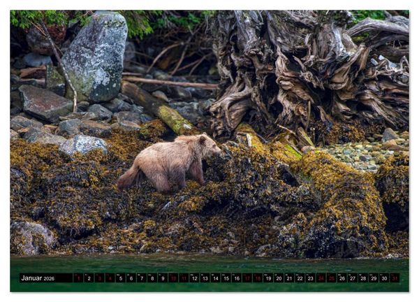 Produktbild: Grizzlys und Geisterb&auml;ren - Glendale Cove, Kanada (hochwertiger Premium Wandkalender 2026 DIN A2 quer), Kunstdruck in Hochglanz