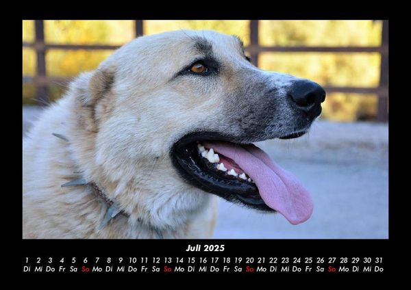 Produktbild: Tierkalender 2025 Fotokalender DIN A3