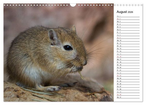 Produktbild: Mausebande (Wandkalender 2026 DIN A3 quer), CALVENDO Monatskalender