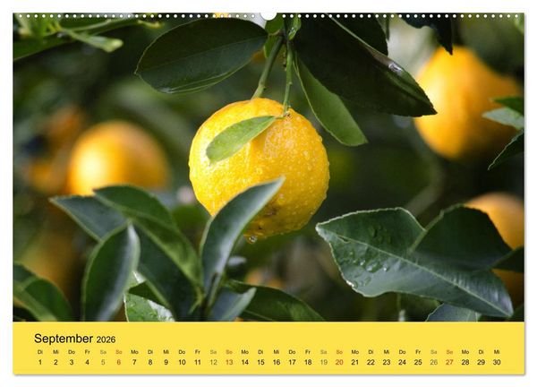 Produktbild: Gibt das Leben dir Zitronen, frag nach Zucker und Gew&uuml;rzen! (hochwertiger Premium Wandkalender 2026 DIN A2 quer), Kunstdruck in Hochglanz