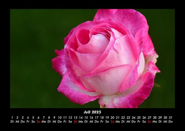 Produktbild: Rosen-Kalender 2025 Fotokalender DIN A3