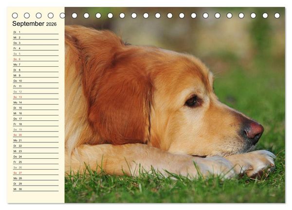Produktbild: Mein bester Freund - Der Hovawart (Tischkalender 2026 DIN A5 quer), CALVENDO Monatskalender