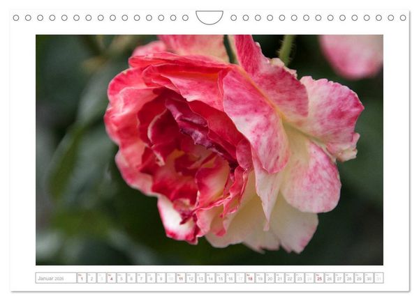 Produktbild: Rosen Schleswig-Holsteins (Wandkalender 2026 DIN A4 quer), CALVENDO Monatskalender