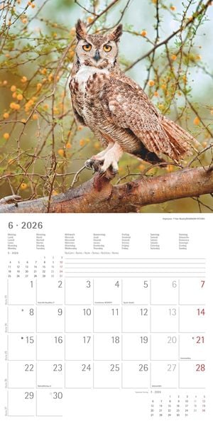 Produktbild: Alpha Edition - Eulen 2026 Broschürenkalender, 30x30cm, Wandkalender mit Platz für Notizen und Termine, beeindruckende Eulen-Motive, Monatsübersicht u