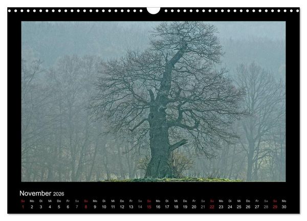 Produktbild: M&auml;rchenhafter Reinhardswald und Urwald Sababurg (Wandkalender 2026 DIN A3 quer), CALVENDO Monatskalender