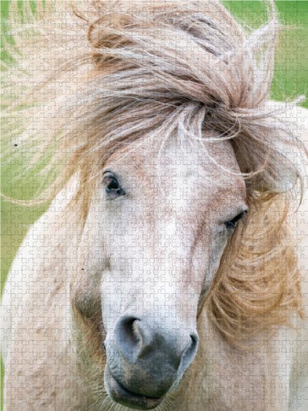 Produktbild: CALVENDO Puzzle Sturmfrisur 1000 Teile Lege-Gr&ouml;&szlig;e 48 x 64 cm Foto-Puzzle Bild von Ingo Gerlach