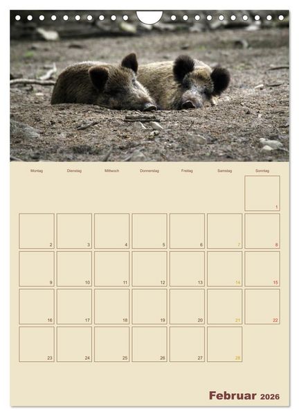Produktbild: Wildschweine (Wandkalender 2026 DIN A4 hoch), CALVENDO Monatskalender