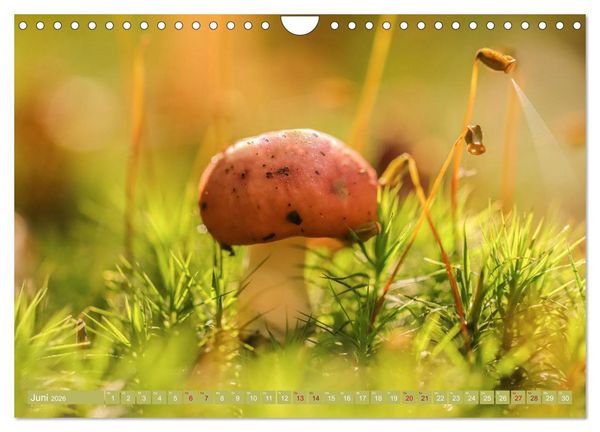 Produktbild: Wundersame Pilzwelten (Wandkalender 2026 DIN A4 quer), CALVENDO Monatskalender