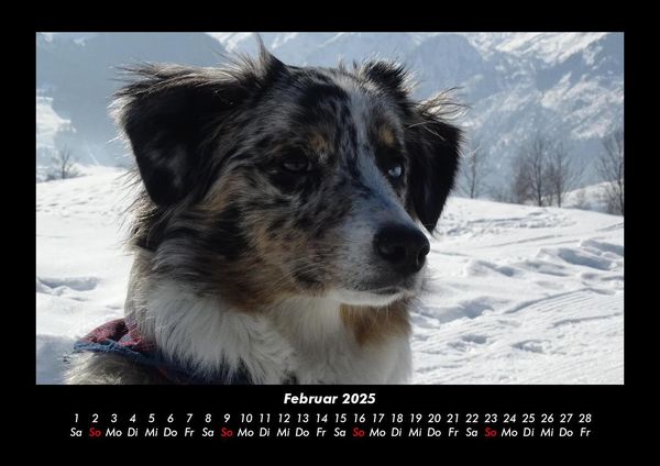 Produktbild: Hunde 2025 Fotokalender DIN A3