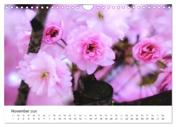 Produktbild: Kirschbl&uuml;tentraum (Wandkalender 2026 DIN A4 quer), CALVENDO Monatskalender