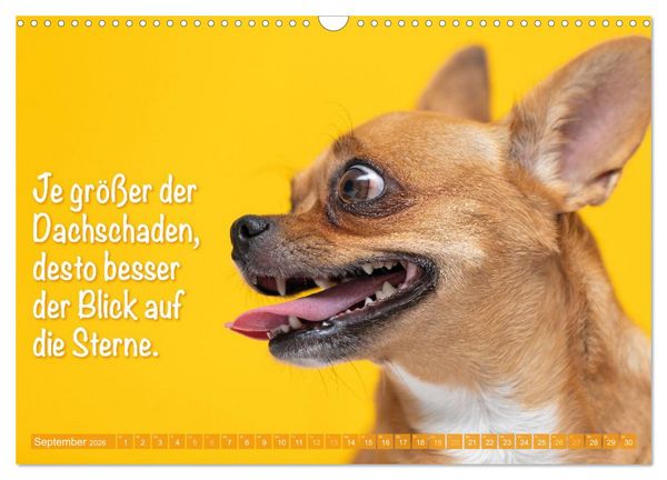 Produktbild: Chihuahua: Kleine Hunde, aber oho (Wandkalender 2026 DIN A3 quer), CALVENDO Monatskalender