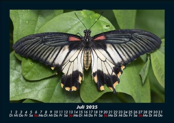 Produktbild: Bunte Pracht der Schmetterlinge 2025 Fotokalender DIN A5