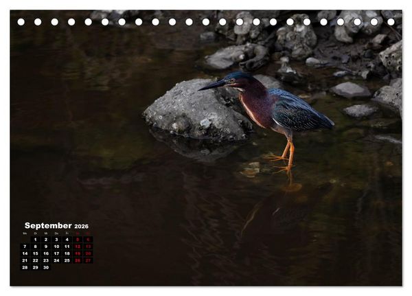 Produktbild: Floridas wunderbare Vogelwelt (Tischkalender 2026 DIN A5 quer), CALVENDO Monatskalender