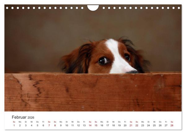 Produktbild: Welpenblicke (Wandkalender 2026 DIN A4 quer), CALVENDO Monatskalender