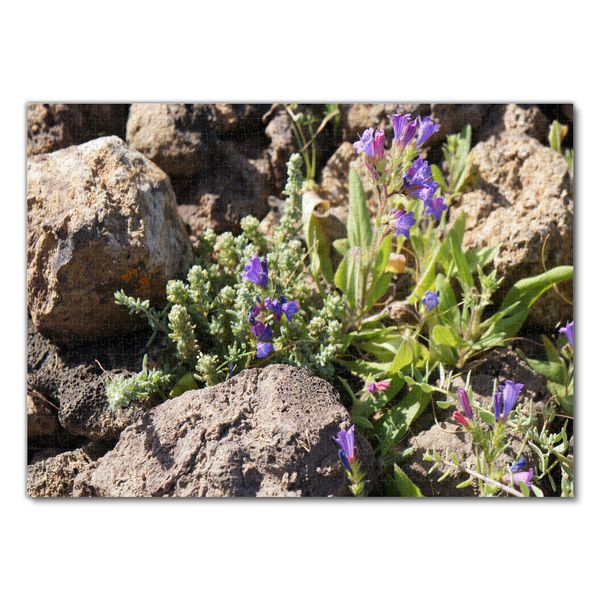 Produktbild: Lais Puzzle Blume Steinw&uuml;ste Fuerteventura 1000 Teile