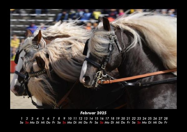 Produktbild: Pferdegefl&uuml;ster 2025 Fotokalender DIN A3