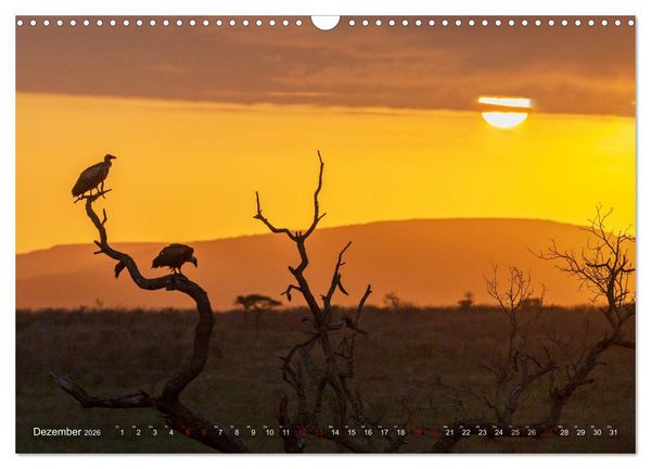 Produktbild: S&uuml;dafrika wunderbare Tierwelt (Wandkalender 2026 DIN A3 quer), CALVENDO Monatskalender