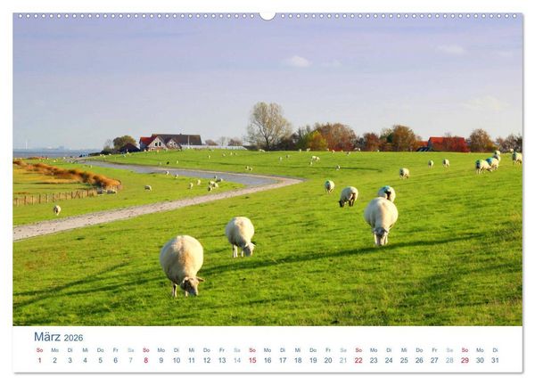 Produktbild: Schafe am Deich 2026. Tierische Impressionen von der Nordseek&uuml;ste (hochwertiger Premium Wandkalender 2026 DIN A2 quer), Kunstdruck in Hochglanz